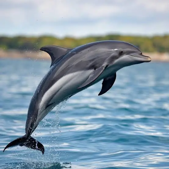 Dolphin House Tour